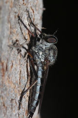 Cerdistus varimystaceus