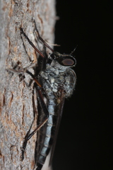 Cerdistus varimystaceus