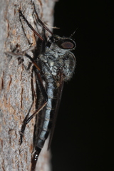 Cerdistus varimystaceus