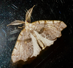 Chalastra pellurgata