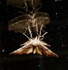 Chalastra pellurgata