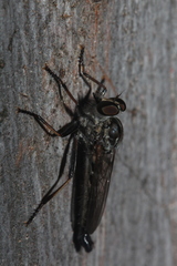 Cerdistus varimystaceus