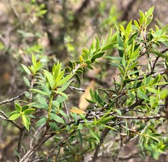 Melaleuca acuminata