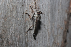 Cerdistus varimystaceus