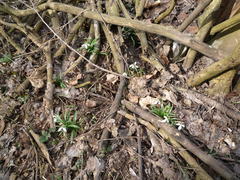 Galanthus lagodechianus