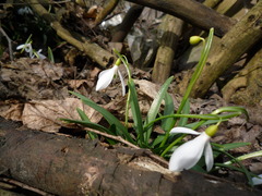 Galanthus lagodechianus