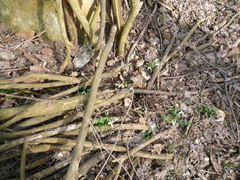 Galanthus lagodechianus