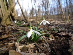 Galanthus lagodechianus