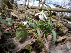 Galanthus lagodechianus