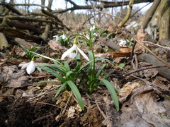 Galanthus lagodechianus