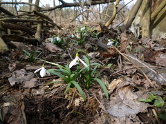 Galanthus lagodechianus