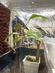 Nepenthes boschiana