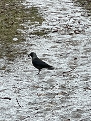Corvus monedula
