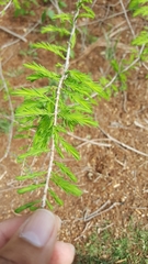 Taxodium distichum