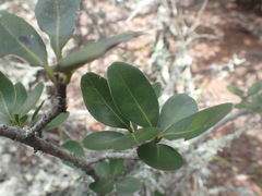 Sideroxylon inerme inerme