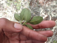 Sideroxylon inerme inerme
