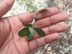 Sideroxylon inerme inerme