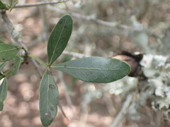 Searsia pterota