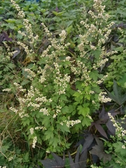 Artemisia lactiflora