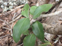 Commelina africana