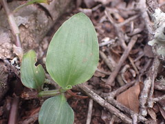 Commelina africana