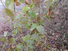 Smilax riparia