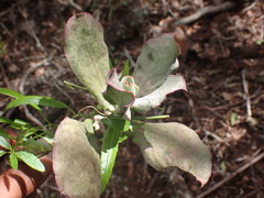 Cotyledon velutina