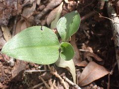 Commelina africana