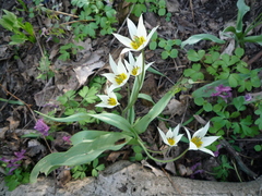 Tulipa bifloriformis