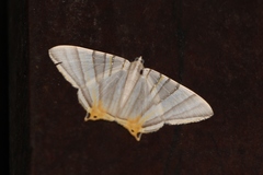Phrygionis platinata