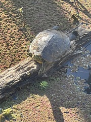 Trachemys scripta