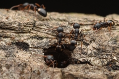 Dolichoderus sibiricus