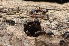 Dolichoderus sibiricus