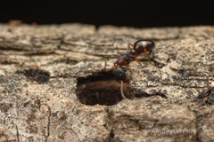 Dolichoderus sibiricus