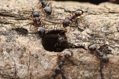Dolichoderus sibiricus