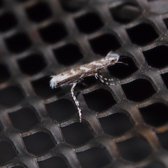 Epicephala albifrons