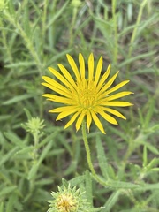 Hirpicium bechuanense