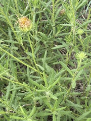 Hirpicium bechuanense