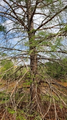 Taxodium distichum