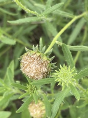 Hirpicium bechuanense