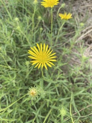 Hirpicium bechuanense