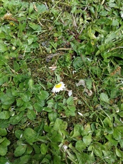 Bellis perennis