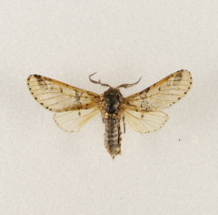 Furcula interrupta