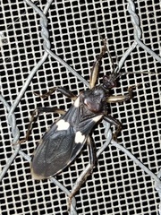 Varus flavoannulatus