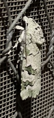 Bamra marmorifera