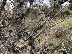 Allocasuarina pusilla