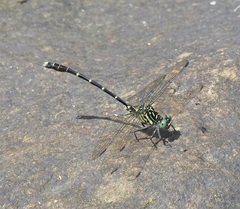 Hemigomphus theischingeri