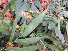 Coniogramme japonica