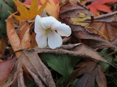Viola chaerophylloides