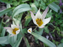 Tulipa bifloriformis
